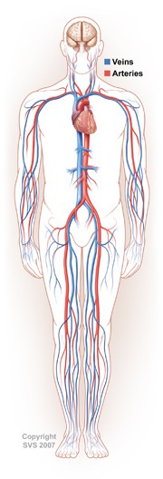 vascular_system_illustration image Image